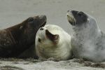 Image for HORIZON TOURS - Dunedin